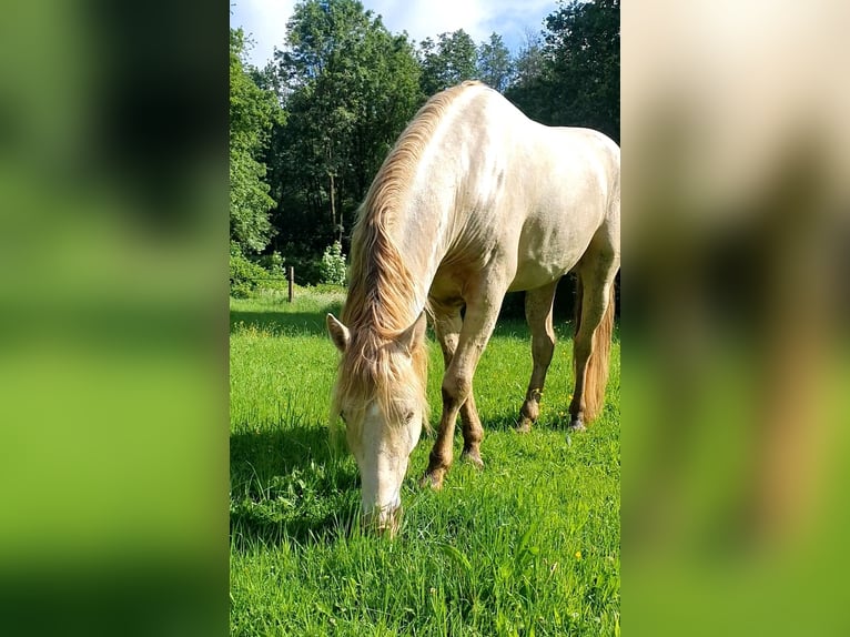 Azteca Stute Fohlen (05/2026) 156 cm Pearl in Rödinghausen