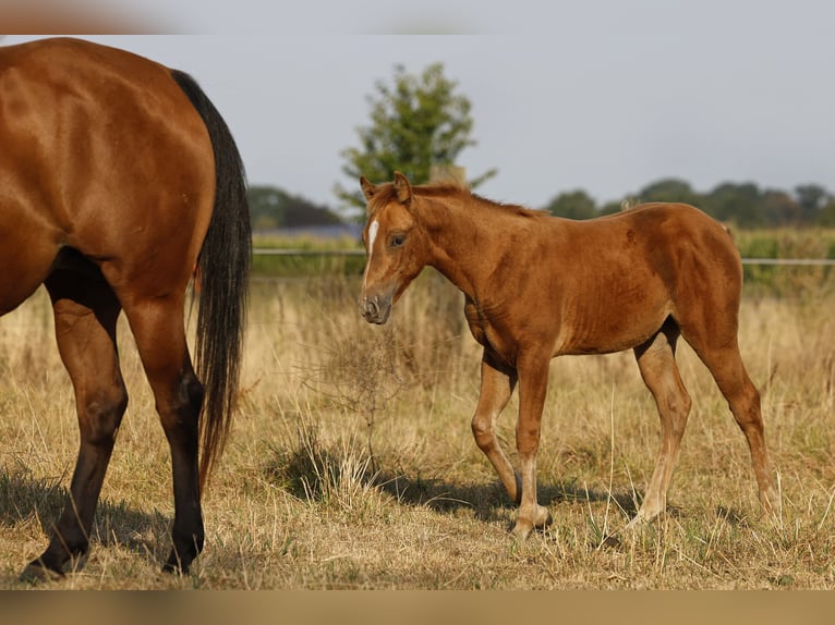 Azteca Stute Fohlen (05/2026) 156 cm Pearl in Rödinghausen
