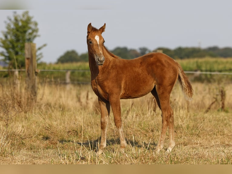Azteca Stute Fohlen (05/2026) 156 cm Pearl in Rödinghausen