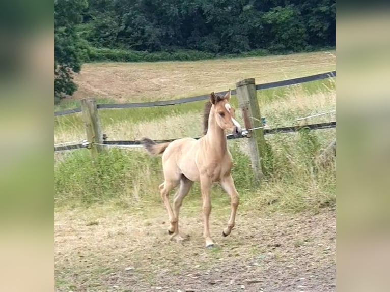 Azteca Stute  158 cm Red Dun in R&#xF6;dinghausen