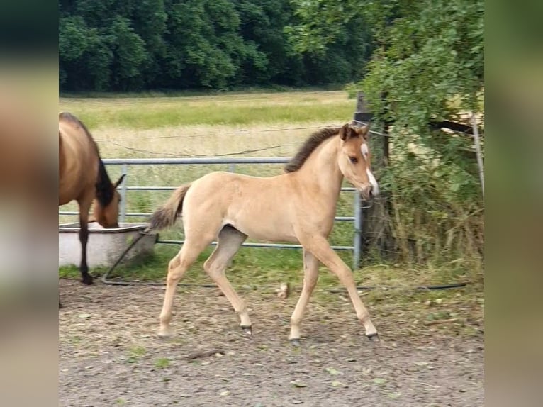 Azteca Stute  158 cm Red Dun in R&#xF6;dinghausen