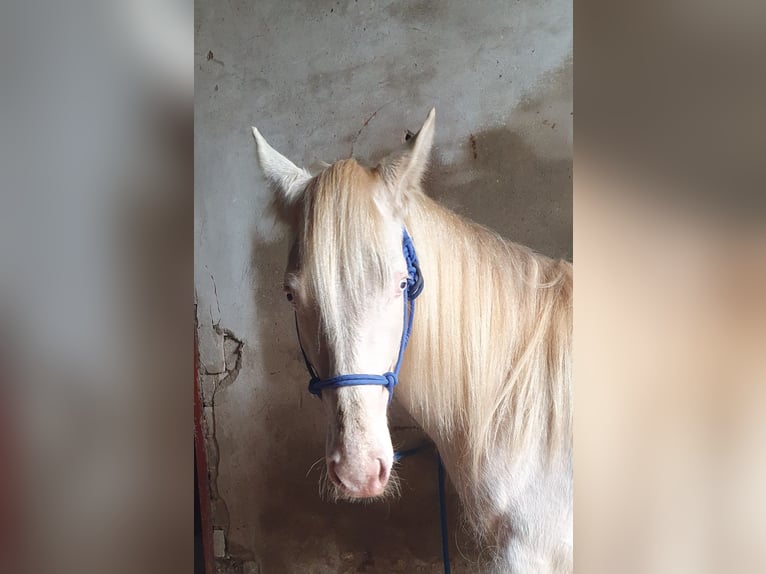 Azteca Wallach 2 Jahre 163 cm Perlino in Rödinghausen