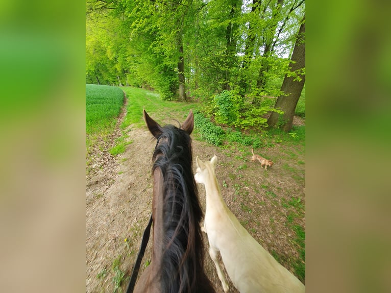 Azteca Wallach 2 Jahre 163 cm Perlino in Rödinghausen