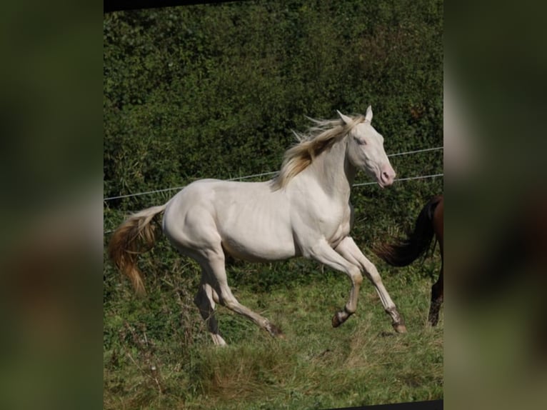 Azteca Wallach 2 Jahre 163 cm Perlino in Rödinghausen