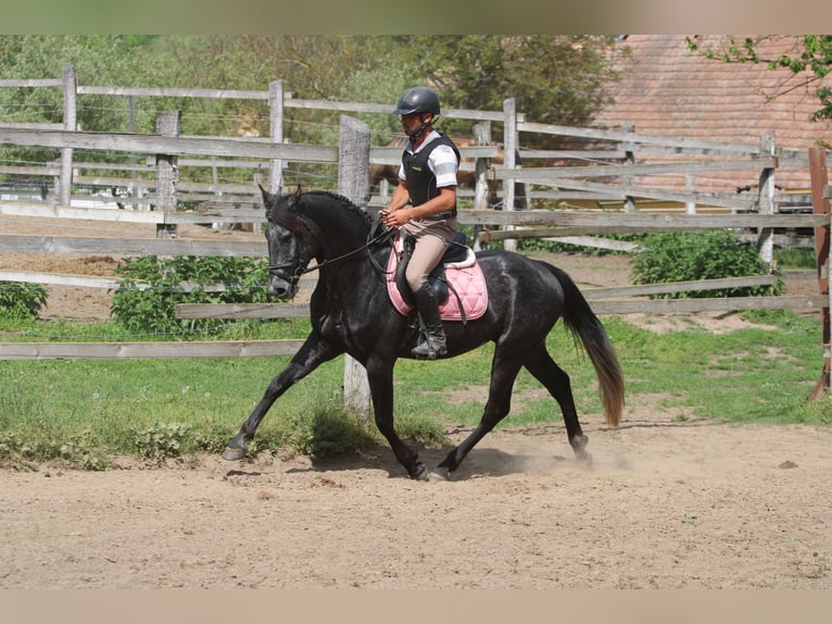 Azteca Wallach 4 Jahre 154 cm Rappe in Kisb&#xE9;r