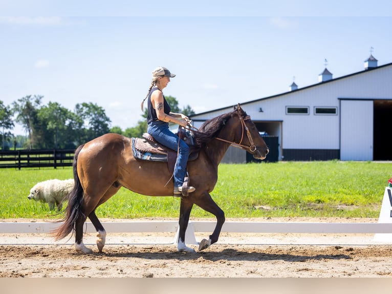 Azteca Wallach 4 Jahre Rotbrauner in Michigan City