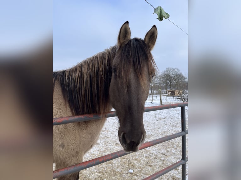 Azteca Wallach 5 Jahre 155 cm Grullo in Mölln