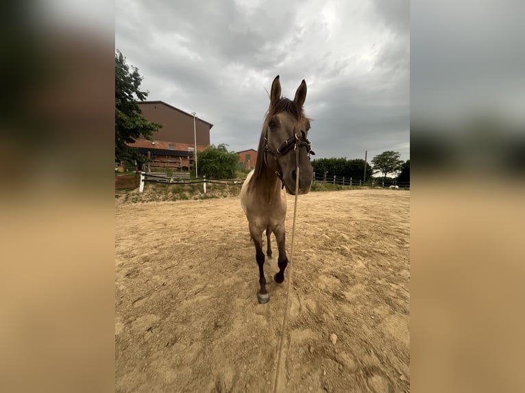 Azteca Wallach 5 Jahre 155 cm Grullo in Mölln