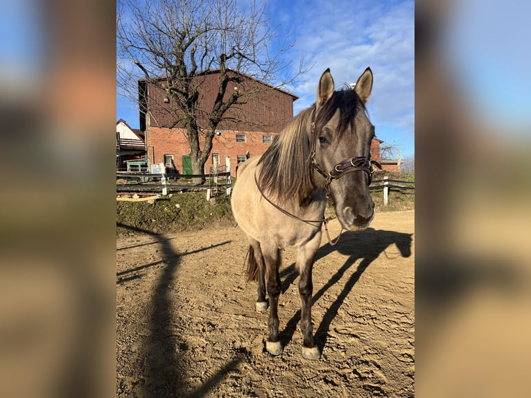 Azteca Wallach 5 Jahre 155 cm Grullo in Mölln