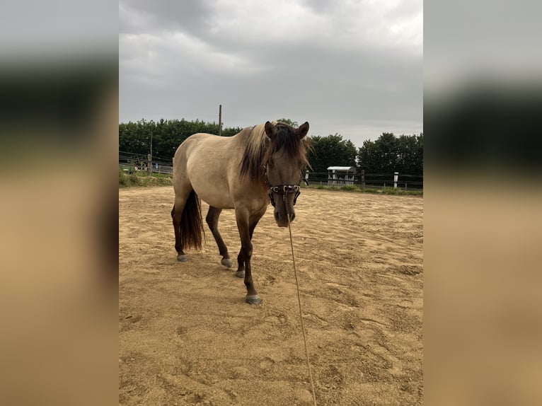 Azteca Wallach 5 Jahre 155 cm Grullo in Mölln