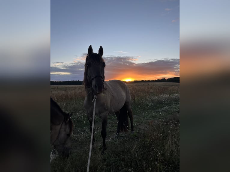 Azteca Wallach 5 Jahre 155 cm Grullo in Mölln
