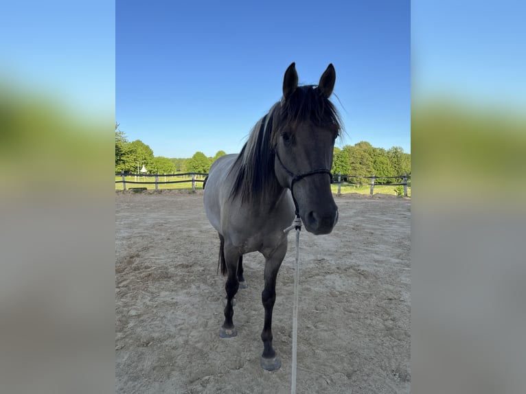 Azteca Wallach 5 Jahre 155 cm Grullo in Mölln