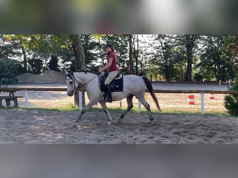 Azteca Wallach 7 Jahre 154 cm Schimmel in Sz&#xE1;zhalombatta