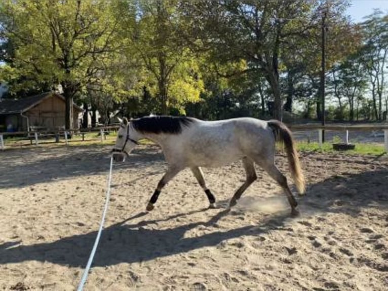 Azteca Wallach 7 Jahre 154 cm Schimmel in Sz&#xE1;zhalombatta