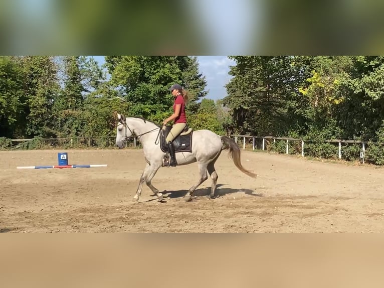 Azteca Wallach 7 Jahre 154 cm Schimmel in Sz&#xE1;zhalombatta