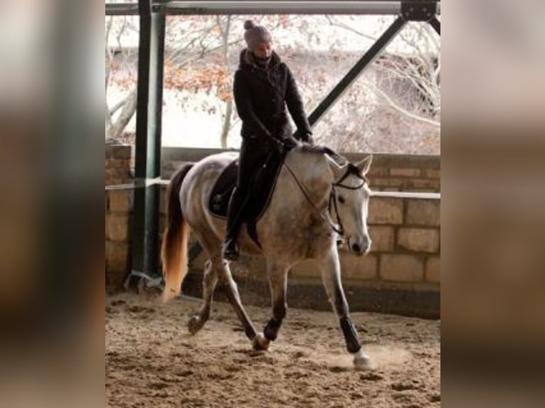 Azteca Wallach 7 Jahre 154 cm Schimmel in Sz&#xE1;zhalombatta
