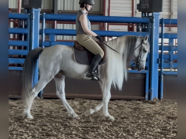 Azteca Wallach 7 Jahre Schimmel in Ponder