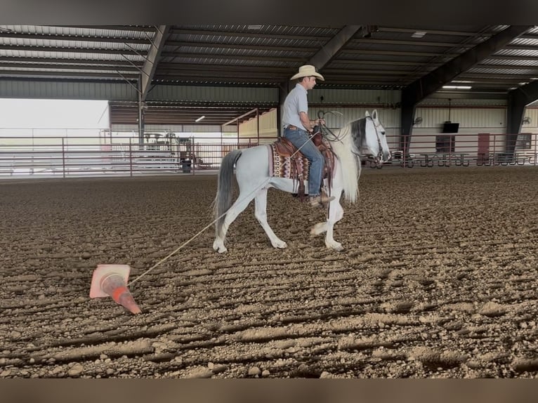 Azteca Wallach 7 Jahre Schimmel in Ponder