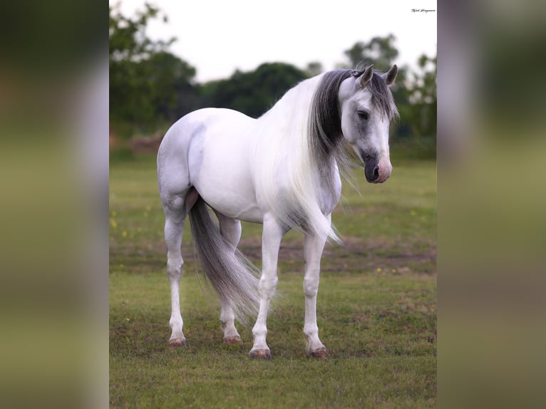 Azteca Wallach 7 Jahre Schimmel in Ponder