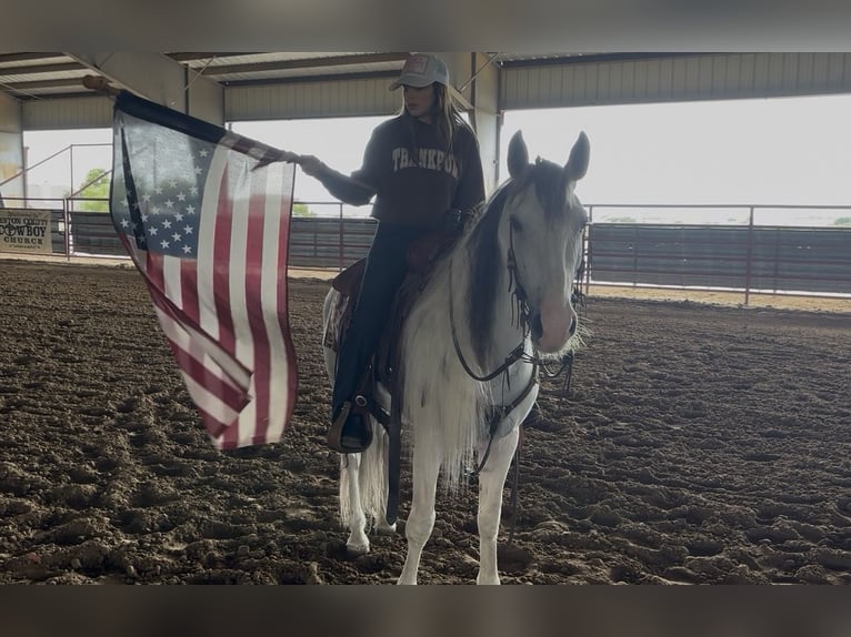 Azteca Wallach 7 Jahre Schimmel in Ponder