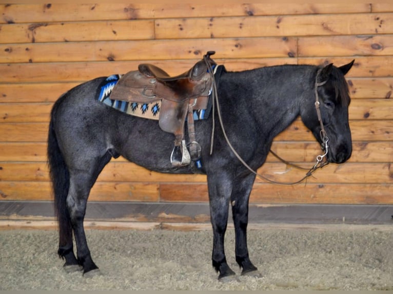 Azteca Wallach 9 Jahre 152 cm Roan-Blue in Bellingham MA