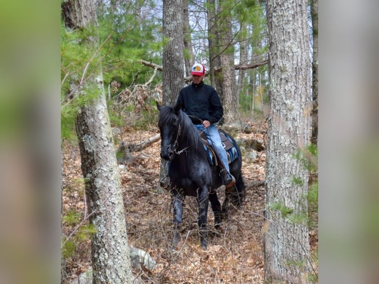 Azteca Wallach 9 Jahre 152 cm Roan-Blue in Bellingham MA