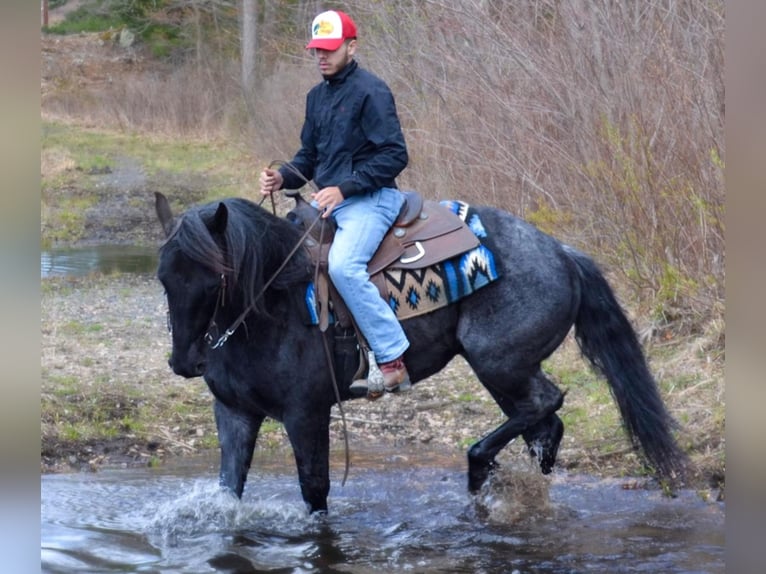 Azteca Wallach 9 Jahre 152 cm Roan-Blue in Bellingham MA