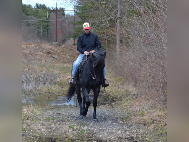 Azteca Wallach 9 Jahre 152 cm Roan-Blue in Bellingham MA