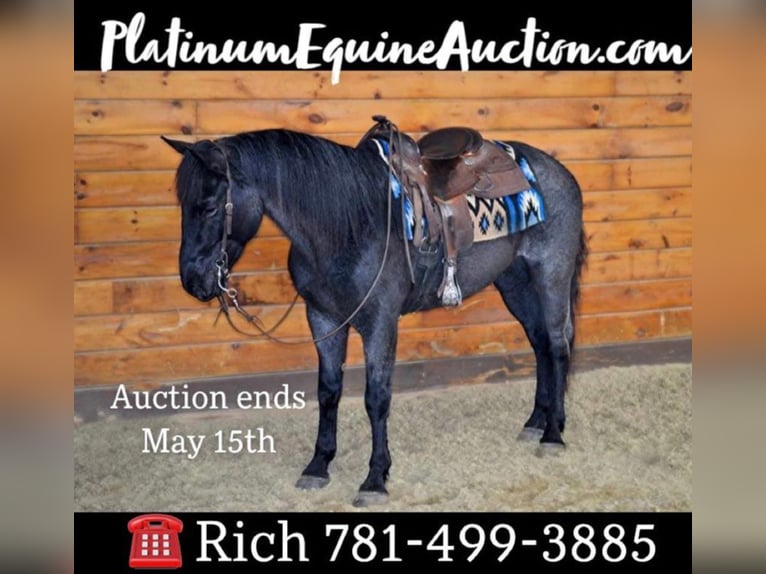 Azteca Wallach 9 Jahre 152 cm Roan-Blue in Bellingham MA