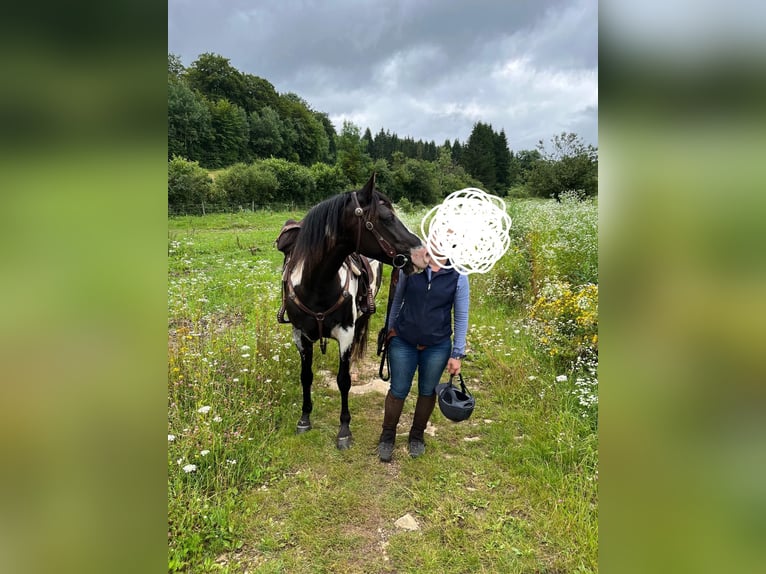 Azteca Wallach 9 Jahre 155 cm Overo-alle-Farben in Le chateley