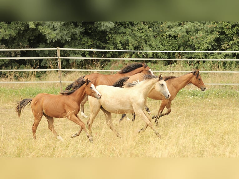 Azteca Yegua 1 año 155 cm Buckskin/Bayo in Waldshut-Tiengen