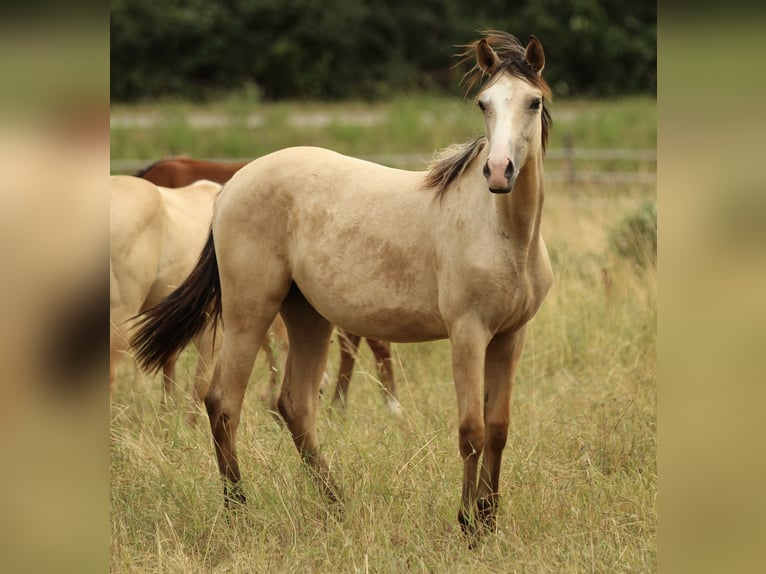 Azteca Yegua 1 año 155 cm Buckskin/Bayo in Waldshut-Tiengen