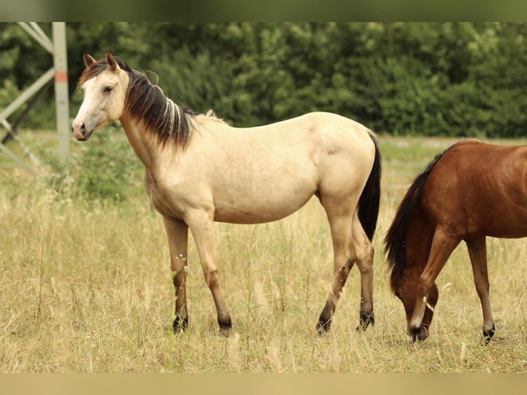 Azteca Yegua 2 años 155 cm Buckskin/Bayo in Waldshut-Tiengen