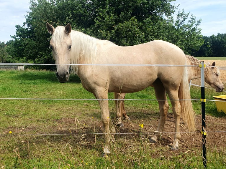 Azteca Yegua 2 años 158 cm Palomino in Rödinghausen