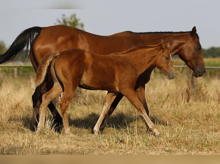 Azteca Yegua Potro (05/2026) 156 cm Perla in Rödinghausen