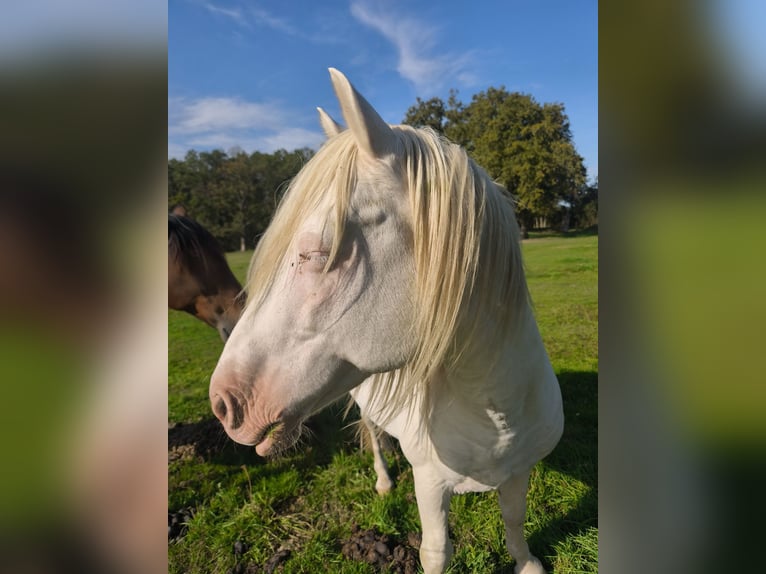 Aztèque Croisé Étalon 15 Ans 151 cm Cremello in Feurs