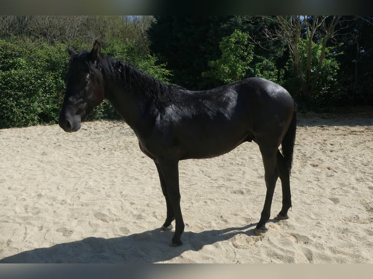 Aztèque Étalon 1 Année Noir in Reintal