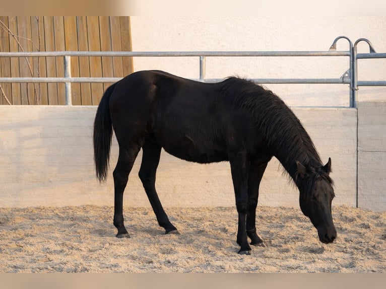 Aztèque Étalon 1 Année Noir in Reintal
