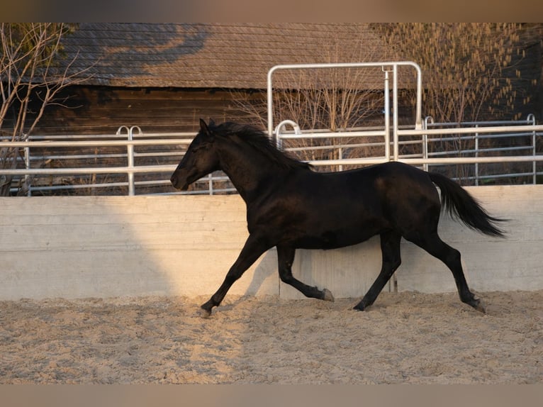 Aztèque Étalon 1 Année Noir in Reintal