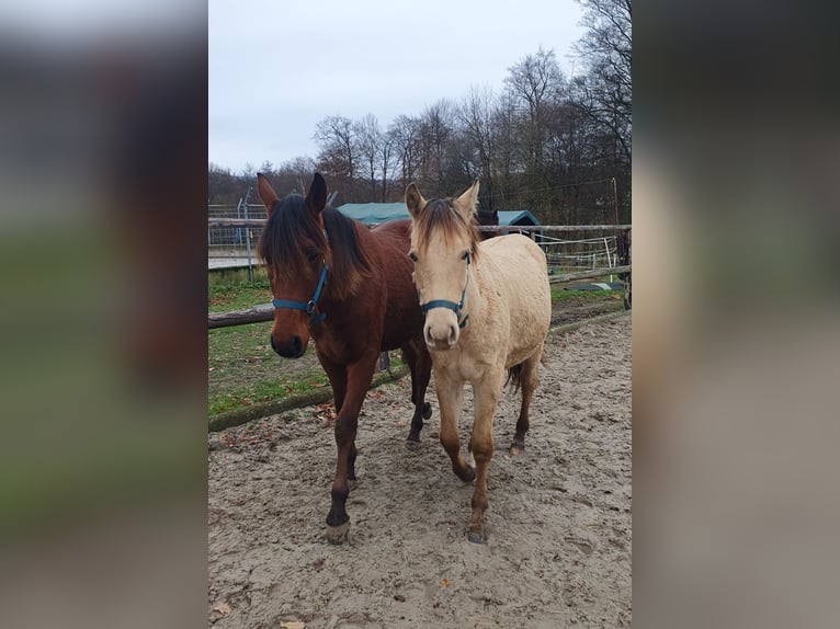 Aztèque Étalon 2 Ans 155 cm Champagne in Bünde