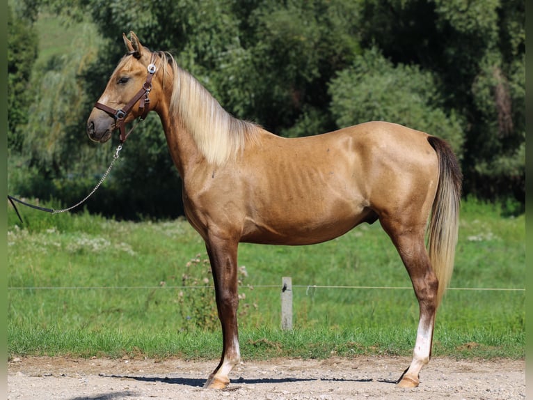 Aztèque Étalon 4 Ans 146 cm Dunalino in Kisbér