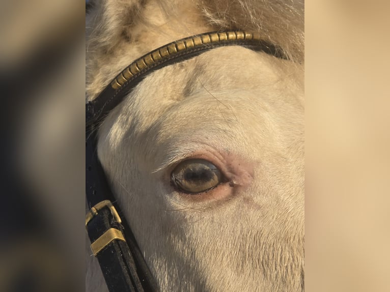 Aztèque Étalon Champagne in Kaarßen