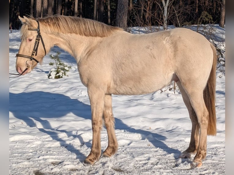 Aztèque Étalon Champagne in Kaarßen