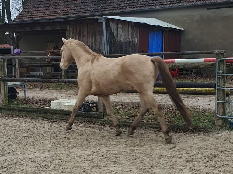 Aztèque Étalon Champagne in Rödinghausen