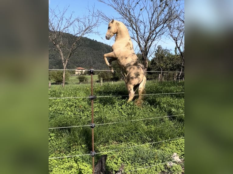 Aztèque Croisé Étalon Perle in Candamo
