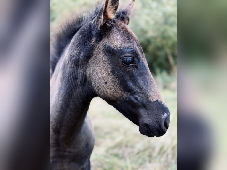 Aztèque Étalon Poulain (06/2026) 150 cm Noir in Ballenstedt