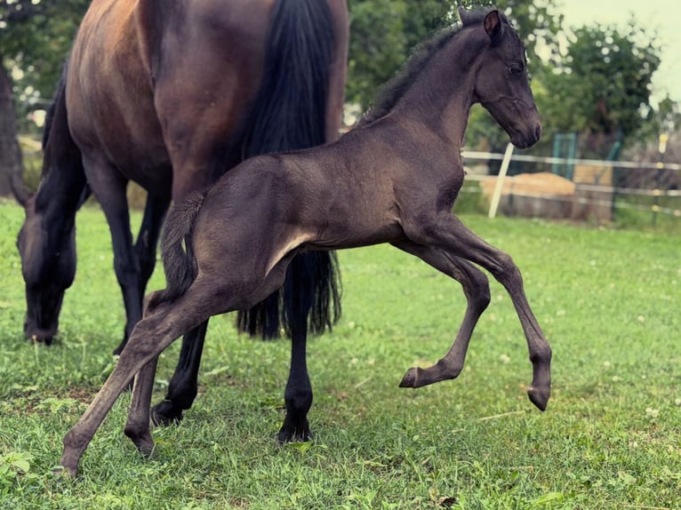 Aztèque Étalon Poulain (06/2026) 150 cm Noir in Ballenstedt