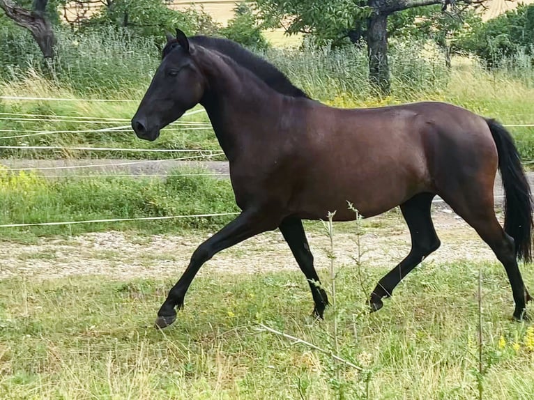 Aztèque Étalon Poulain (06/2026) 150 cm Noir in Ballenstedt