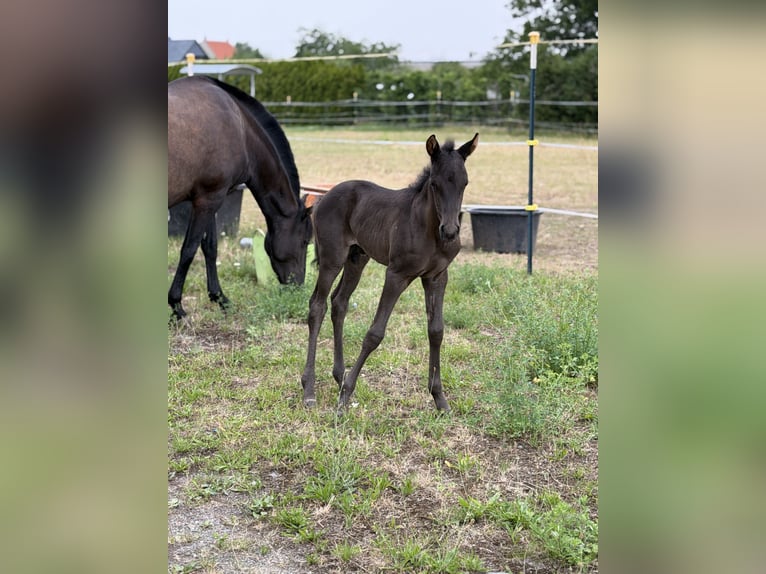 Aztèque Étalon Poulain (06/2026) 150 cm Noir in Ballenstedt
