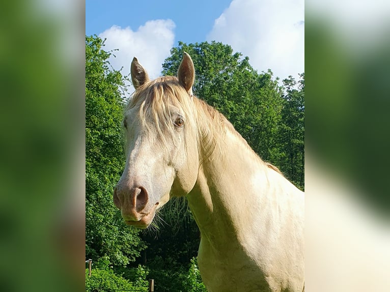 Aztèque Étalon Poulain (05/2026) 156 cm Champagne in Rödinghausen
